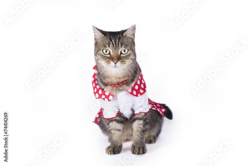 kitten in a red and white dress on a white background isolated