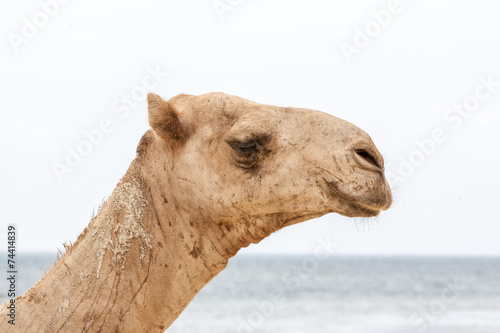 camel resting on the ocean shore. © master1305