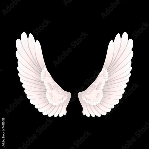 Vector wings illustration