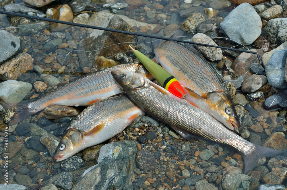 Obraz premium Catch of fish 15