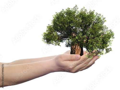 Conceptual human hand and tree