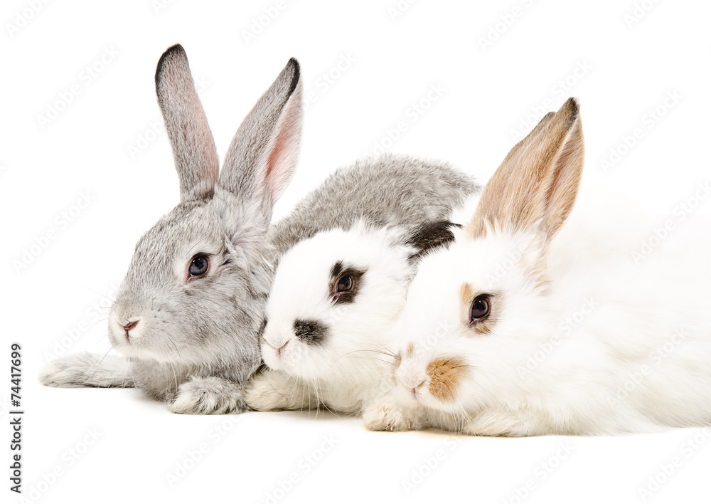 Three rabbits Three rabbits