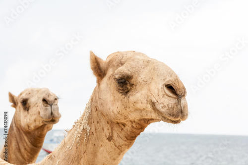 Two heads of camels on a ocean © master1305
