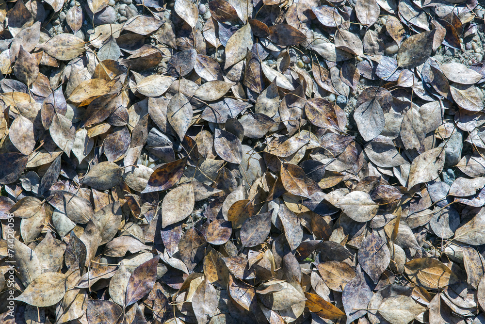 Autumn leaves Autumn leaves