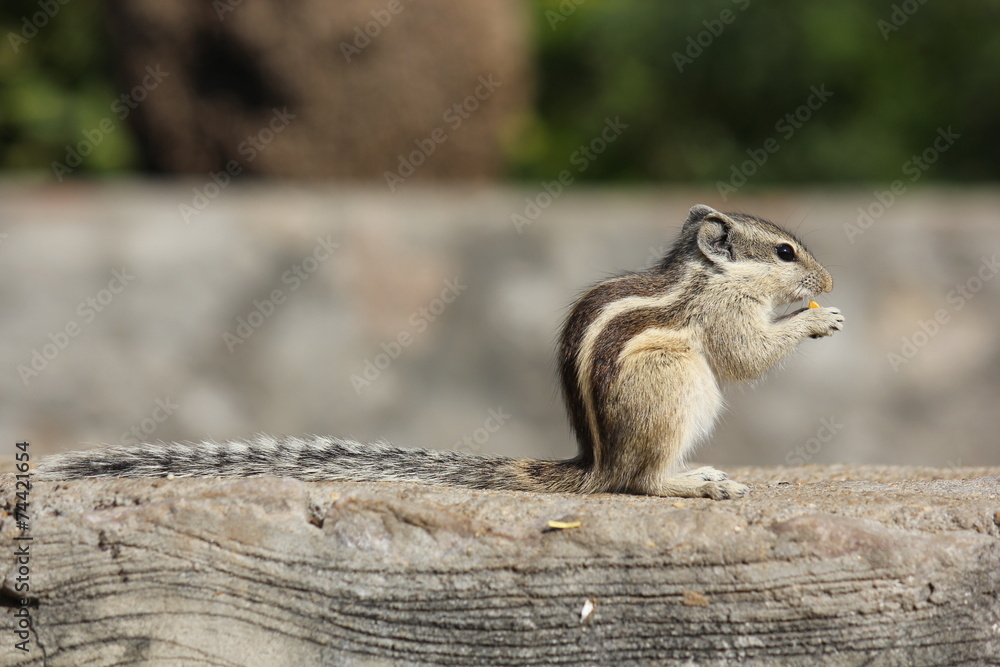 Little rodent eating an acorn on the street Little rodent eating an acorn on the street