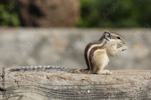 Little rodent eating an acorn on the street