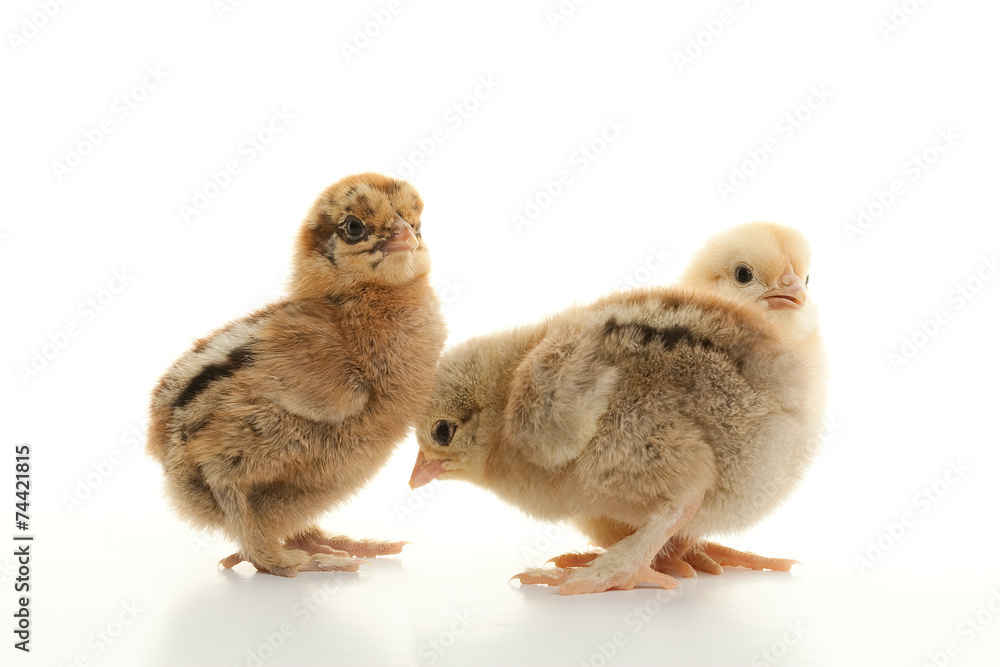 Fototapeta premium Small fluffy chickens