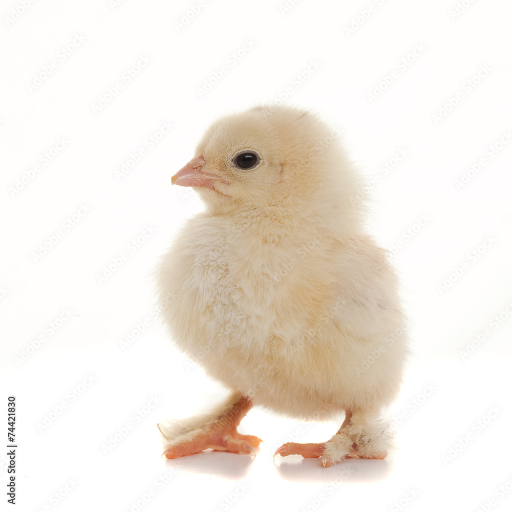 Small fluffy chickens Small fluffy chickens