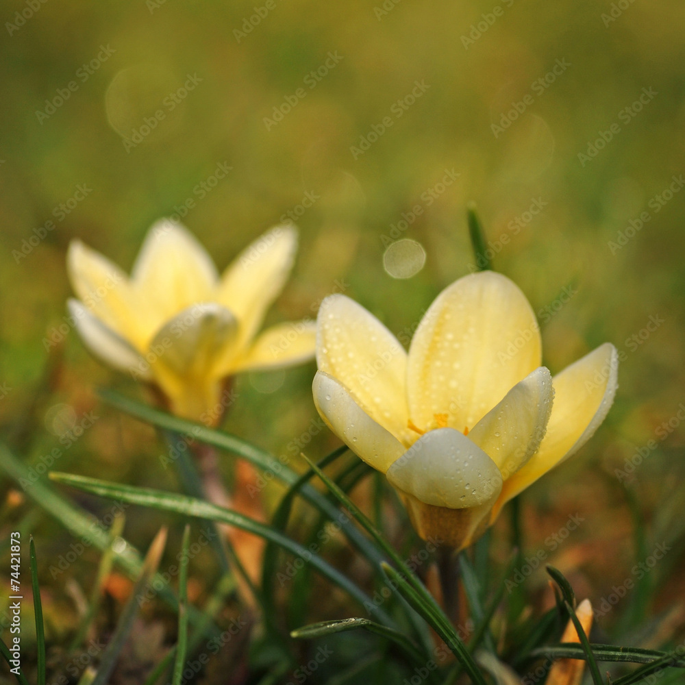 Fototapeta premium Crocus