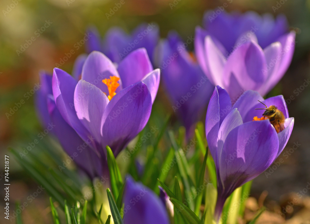 Crocus