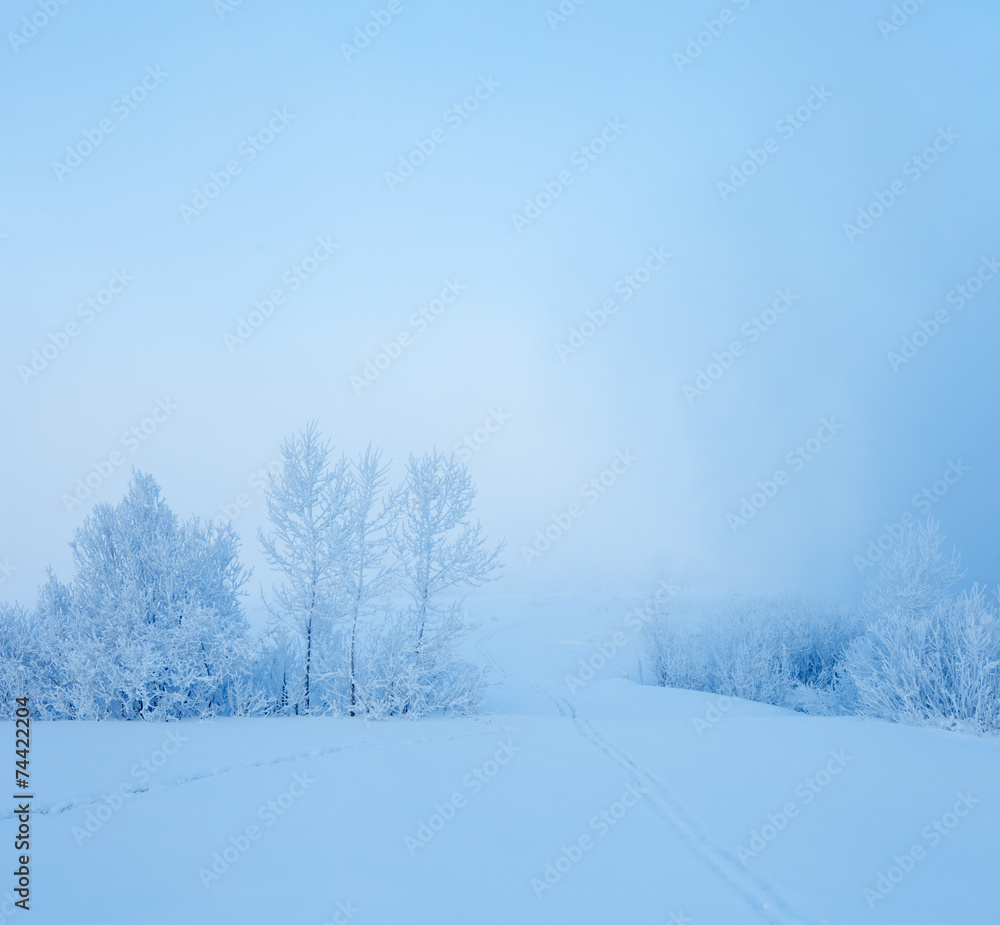 Fototapeta premium Winter landscape. Cold winter evening