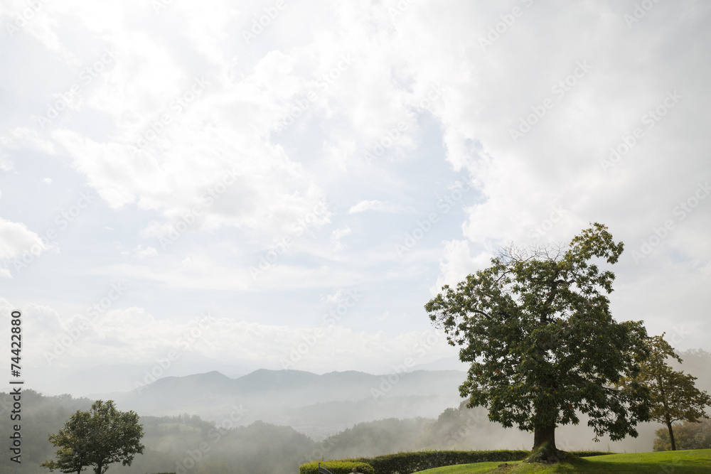 Obraz premium Alone tree on meadow with Blue Cloudy Sky.