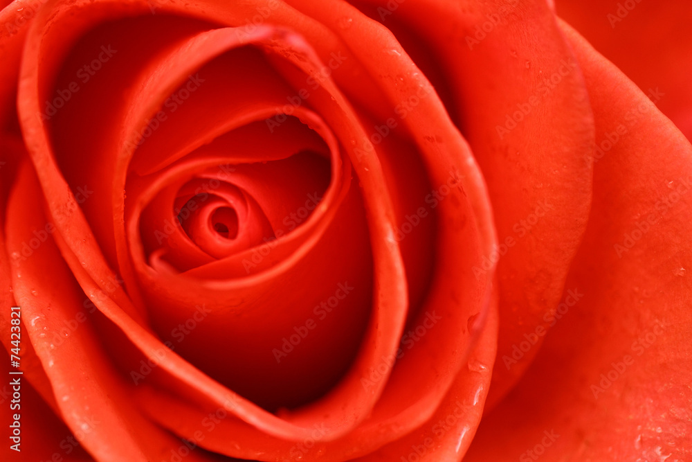 Beautiful red rose closeup Beautiful red rose closeup