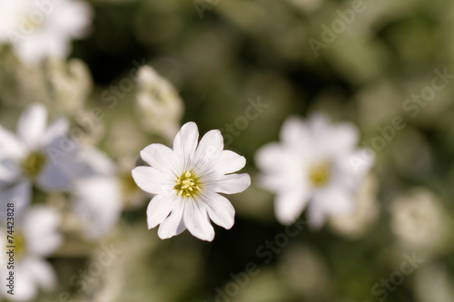 White flower