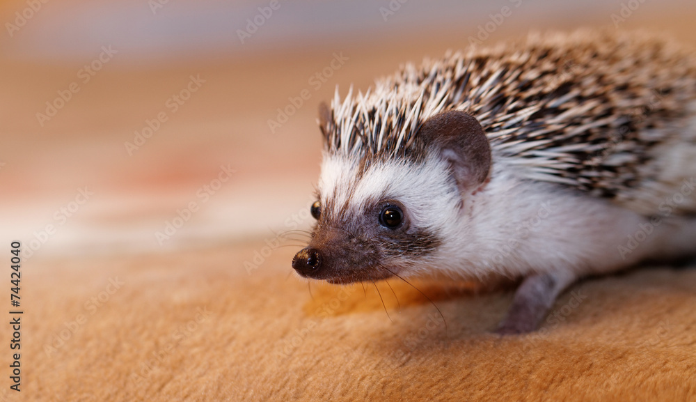 Fototapeta premium African white- bellied hedgehog