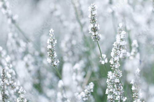 White lavender flowers © Nneirda