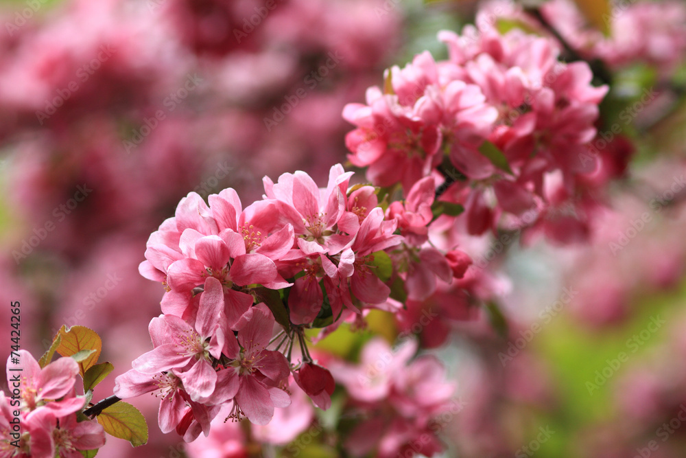 Pink flower Pink flower