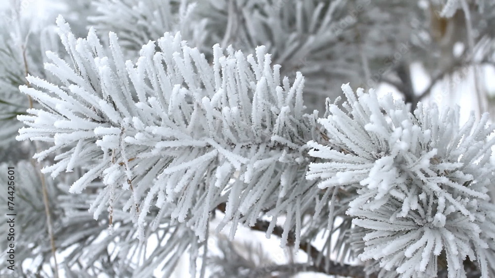 Fir tree is covered by ice in winter Fir tree is covered by ice in winter