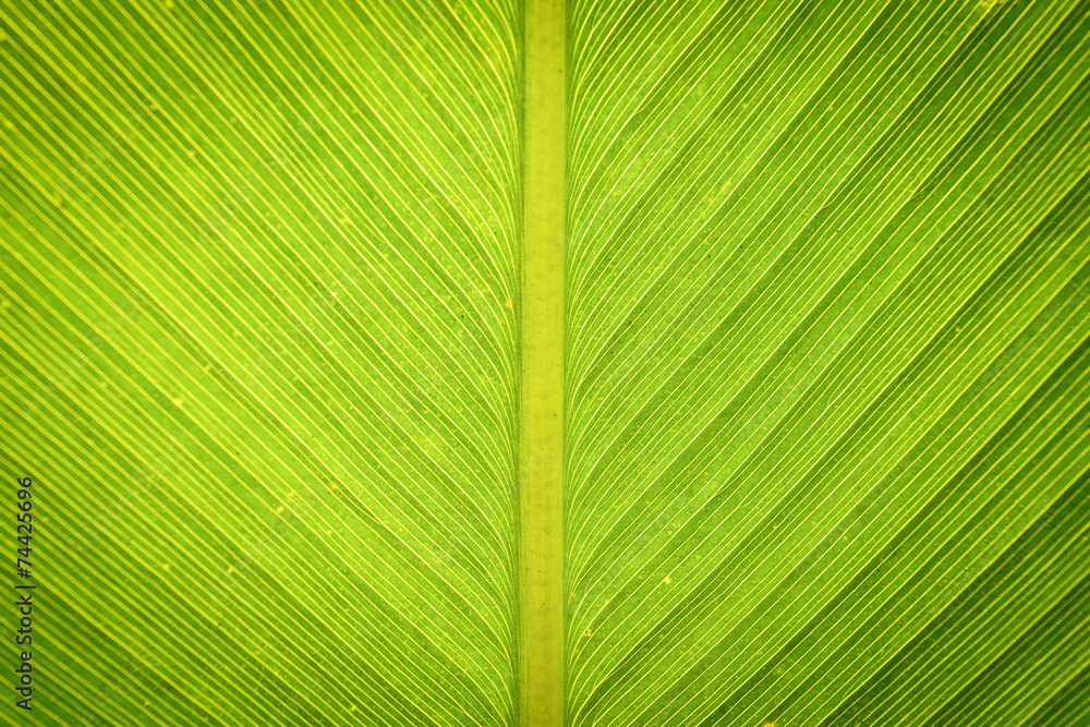 Abstract green leaf texture for background Abstract green leaf texture for background