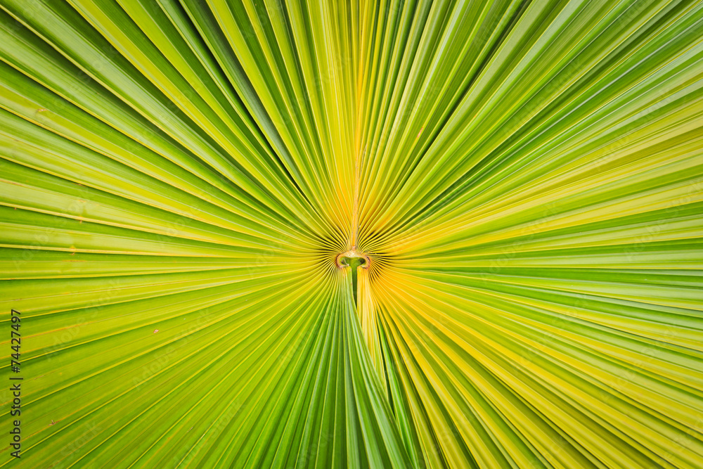 Texture of green palm leaf background Texture of green palm leaf background