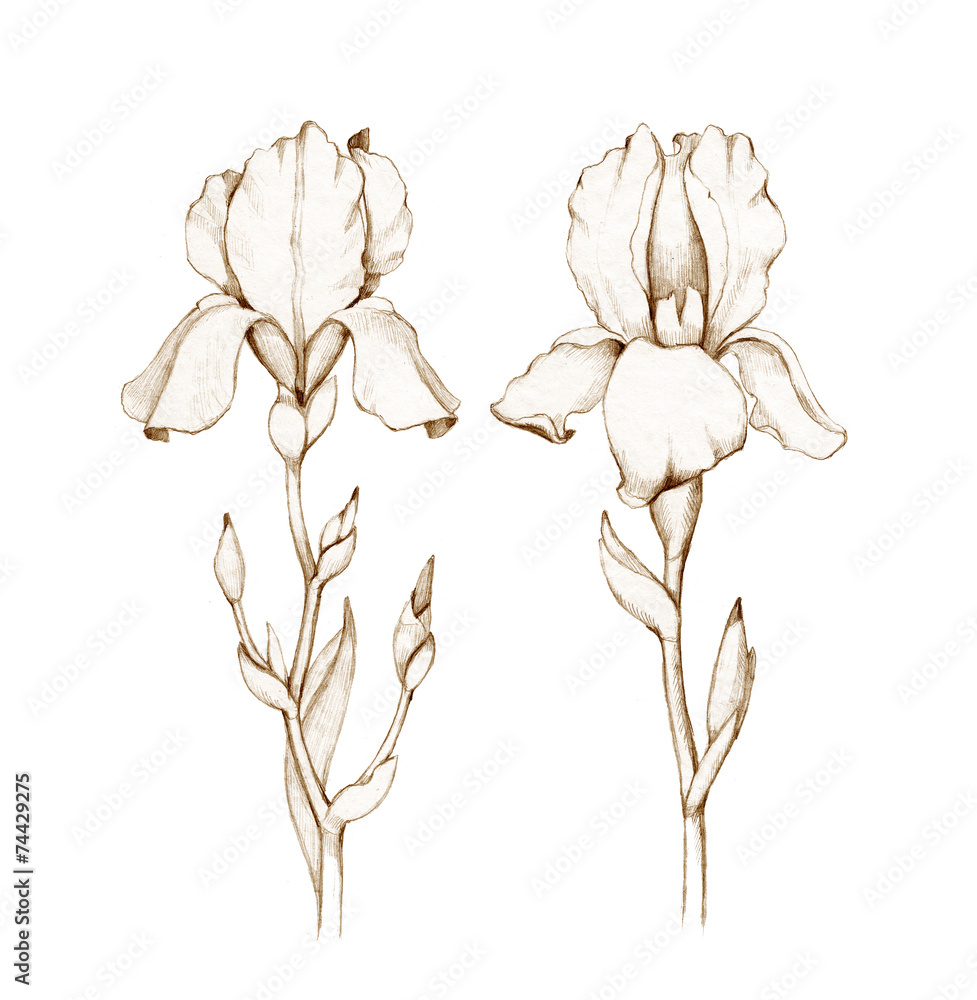 Pencil drawing of iris flower Stock Illustration Adobe Stock