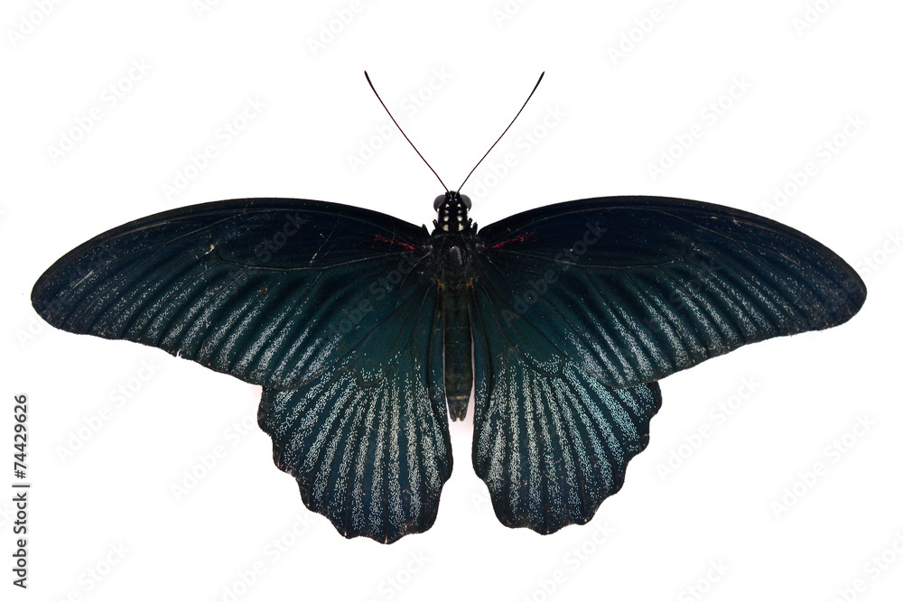 Fototapeta premium Black butterfly