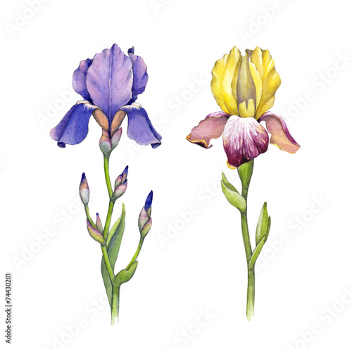 Watercolor iris flowers illustration on a white background