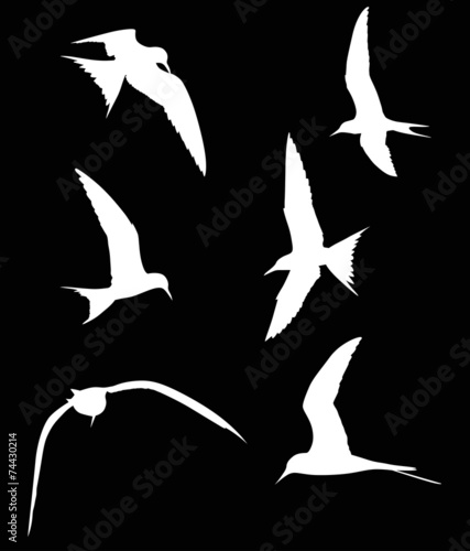 set of six sterna silhouettes isolated on black