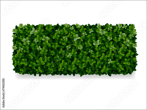 boxwood decorative fence