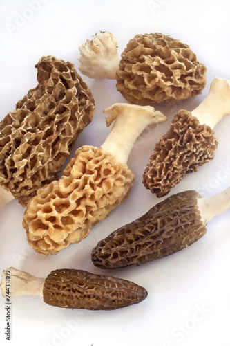 Group of morel mushrooms
