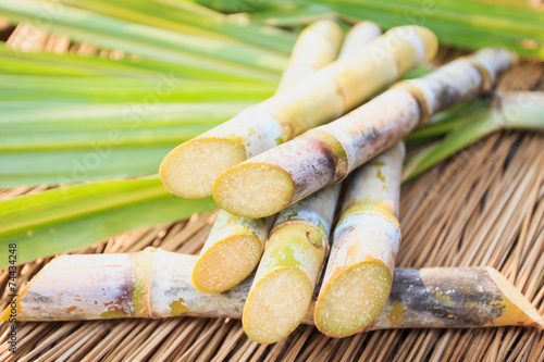 Close up Sugarcane photo