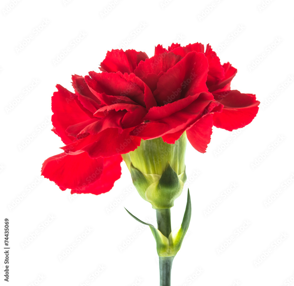 Red flower isolated