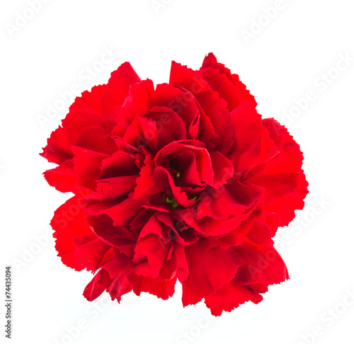 Red flower isolated
