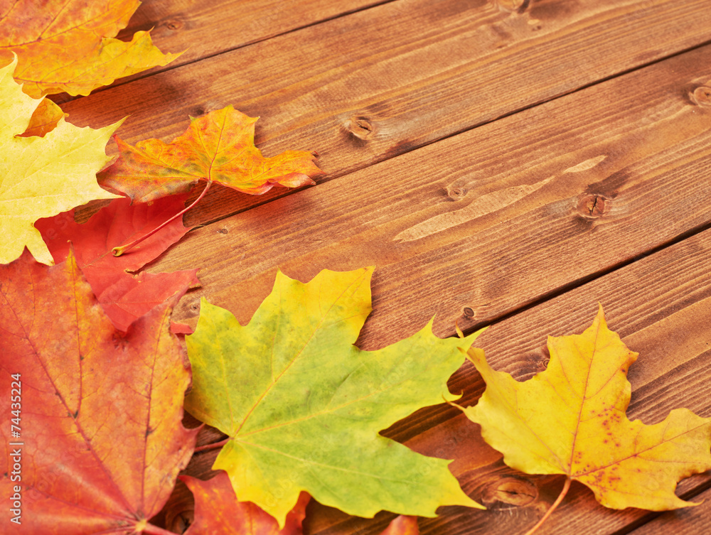 Maple leaves over the wooden boards Maple leaves over the wooden boards