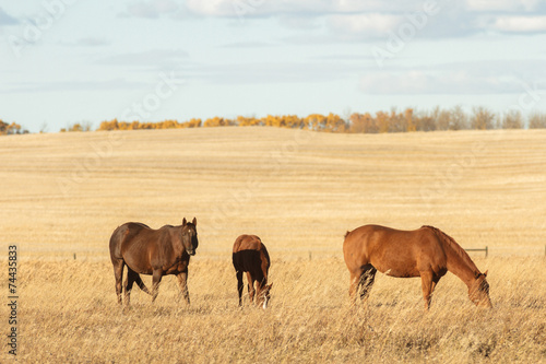 Wallpaper Mural horse Torontodigital.ca