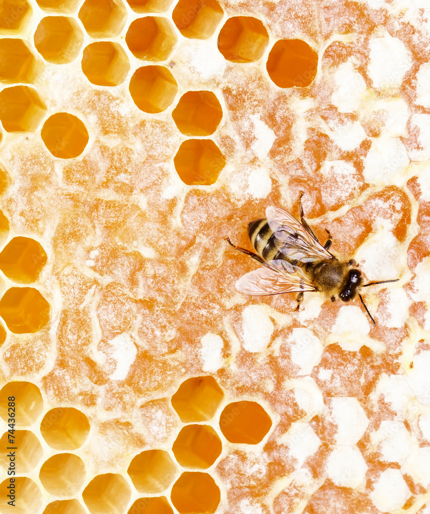 Working bee - obrazy, fototapety, plakaty 