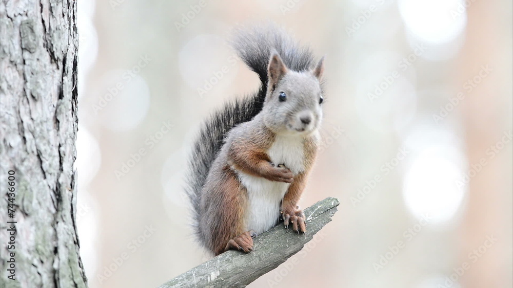 Funny squirrel on the tree Funny squirrel on the tree