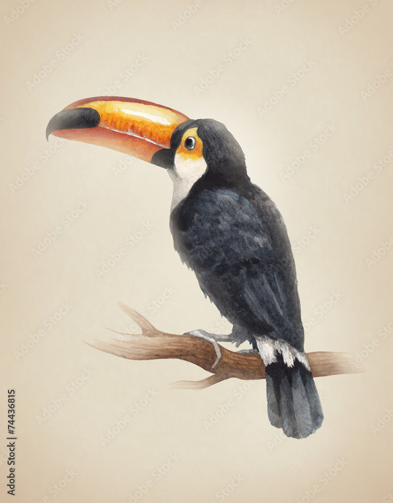 Naklejka premium Watercolor illustration of a toucan bird