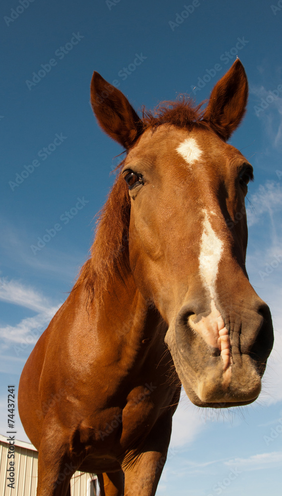 A brown horse leaning to the camera. - obrazy, fototapety, plakaty 