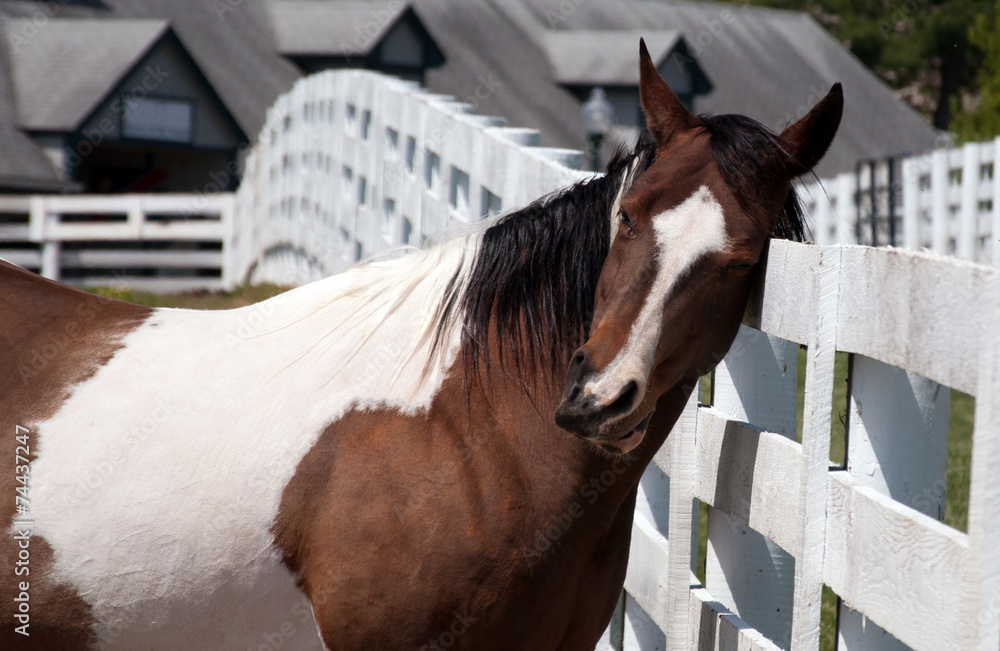 Fototapeta premium A horse scratching his head on a fence.