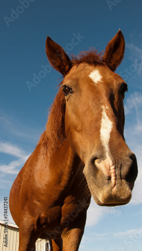 A brown horse leaning to the camera.