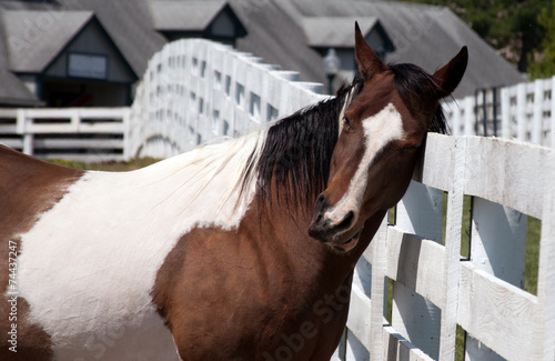 A horse scratching his head on a fence.