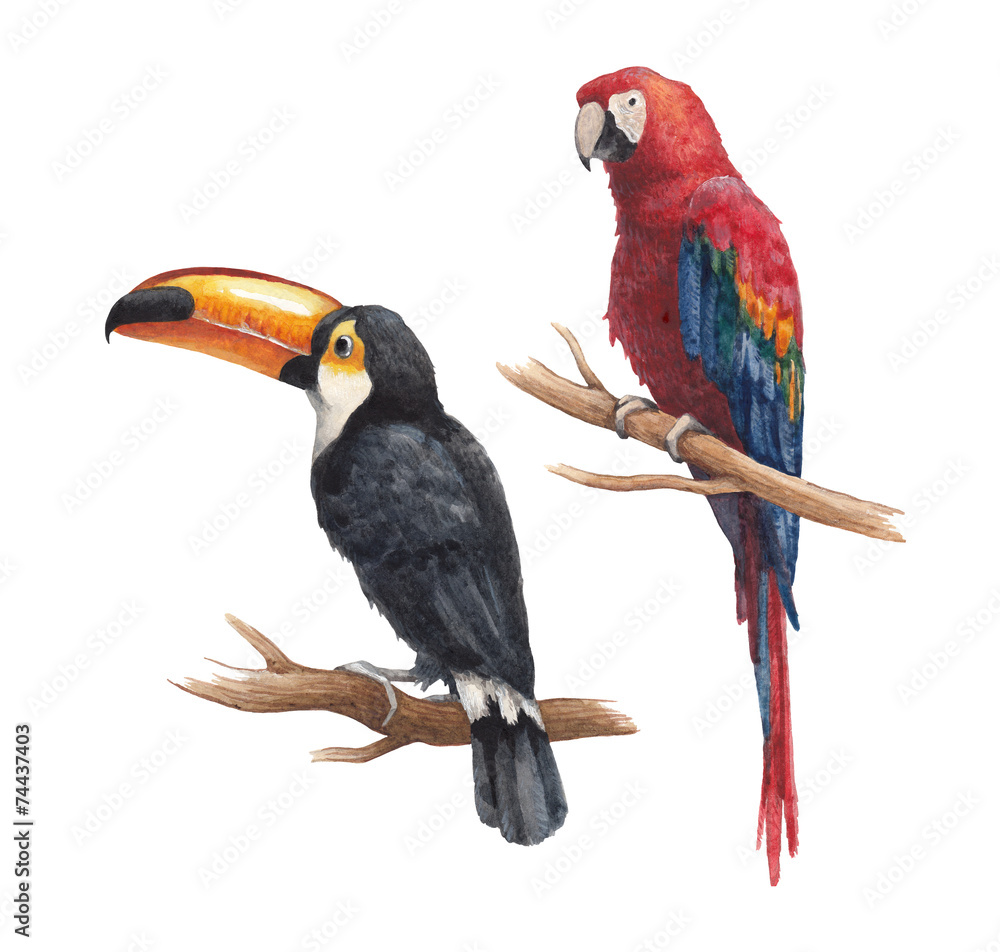 Fototapeta premium Toucan and parrot drawings