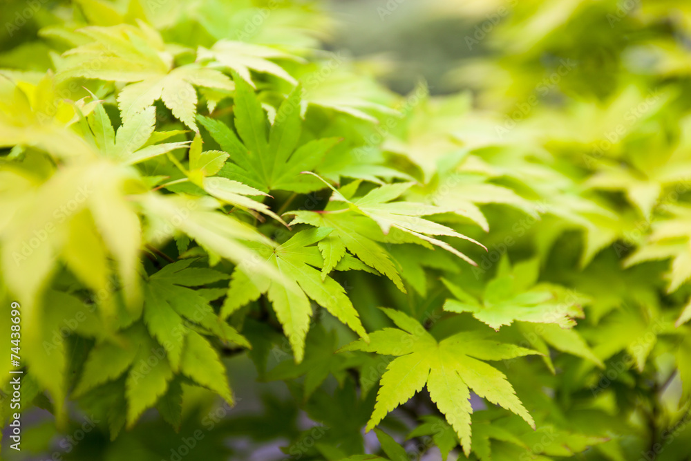 Green leaves of the Japanese maple (Acer palmatum) Green leaves of the Japanese maple (Acer palmatum)