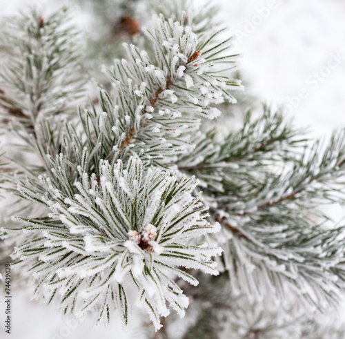 Coniferous branches covered with hoarfrost