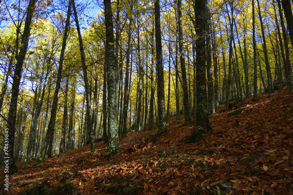 Castaños en otoño.Castañar de El Tiemblo. Ávila