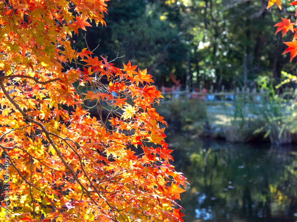 Kasuga Taisha Shinen Manyo Botanical Garden in autumn season