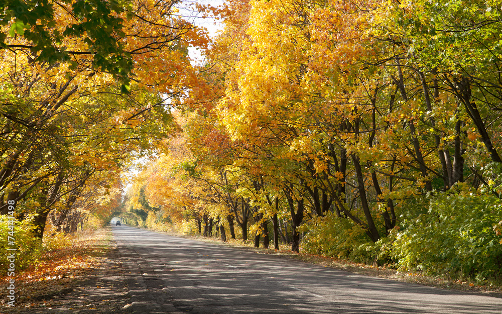 Obraz premium Autumn landscape with road and beautiful colored trees.