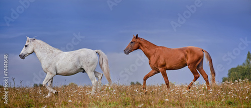 Grey and  red stallions on blue sky background