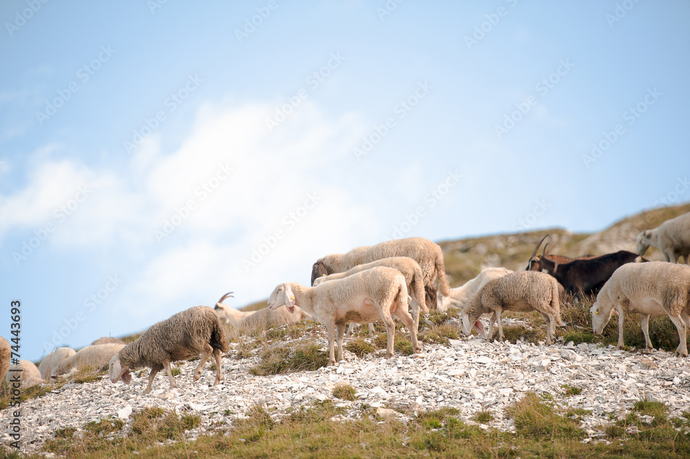 Obraz premium gregge